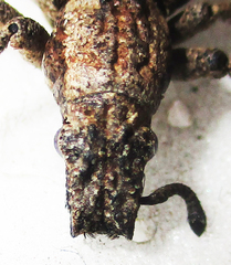 Microcerinae