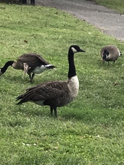 Branta canadensis