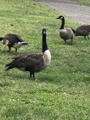 Branta canadensis