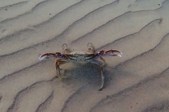 Ovalipes australiensis