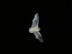 Vespertilioninae