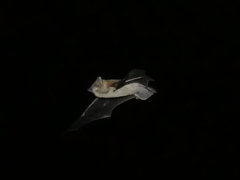 Vespertilioninae