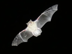 Vespertilioninae