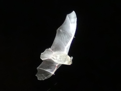 Vespertilioninae