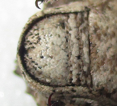 Microcerinae