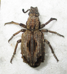 Microcerinae