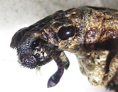 Microcerinae