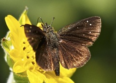 Piruna brunnea