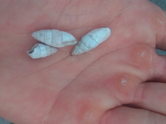 Brephulopsis cylindrica