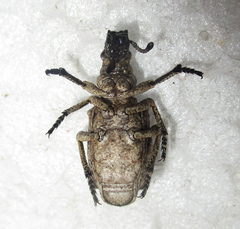 Microcerinae