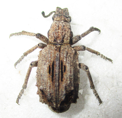 Microcerinae