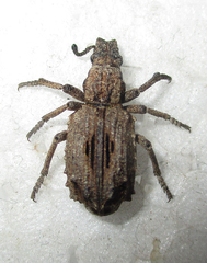 Microcerinae