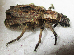 Microcerinae