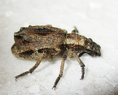 Microcerinae