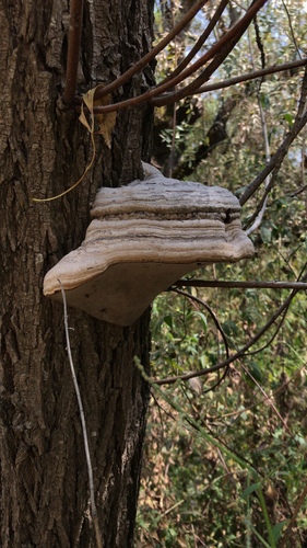 Fomes inzengae