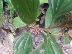 Miconia trichocalyx