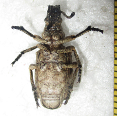 Microcerinae