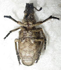 Microcerinae
