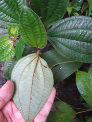 Miconia trichocalyx