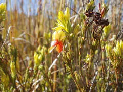 Erica thunbergii