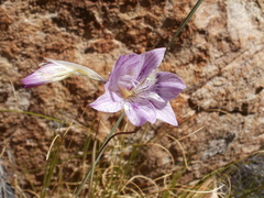 Gladiolus taubertianus