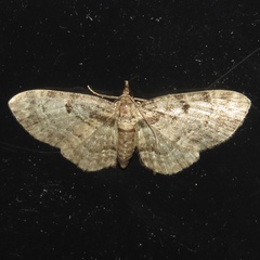 Eupithecia mutata
