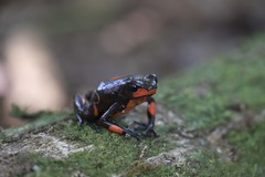 Oophaga histrionica
