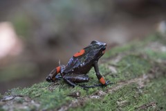 Oophaga histrionica