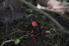 Oophaga histrionica