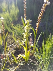 Platanthera hyperborea