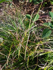Carex remota