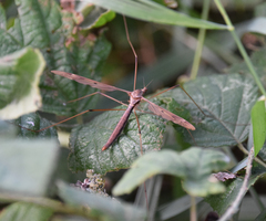 Tipula fulvipennis