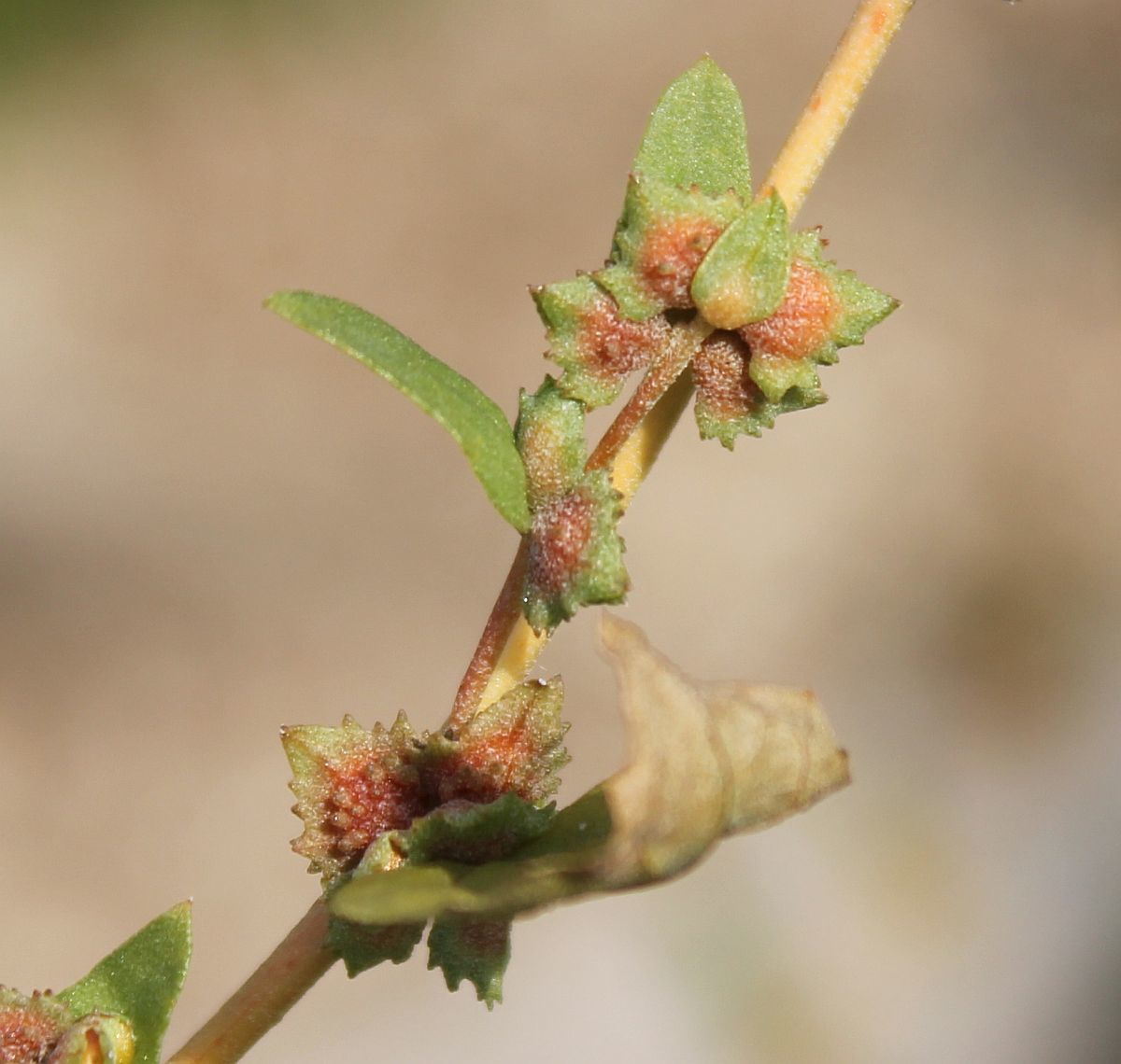 Atriplex rosea