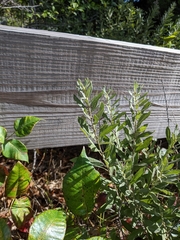 Salix humilis tristis