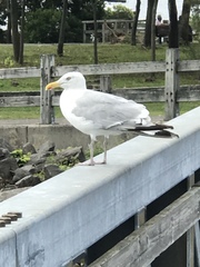 Larus argentatus