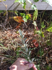 Salix humilis tristis