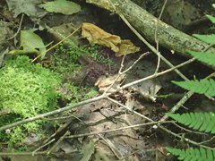 Lithobates sylvaticus image