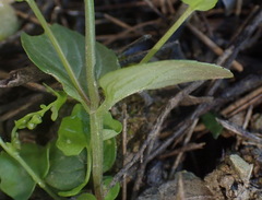 Diascia parviflora