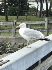 Larus argentatus