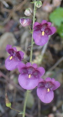 Diascia parviflora