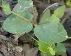 Diascia parviflora