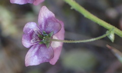Diascia parviflora
