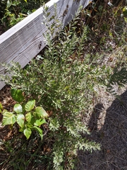 Salix humilis tristis