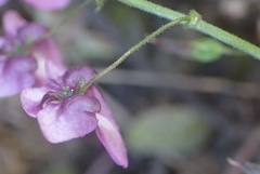 Diascia parviflora