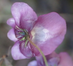 Diascia parviflora