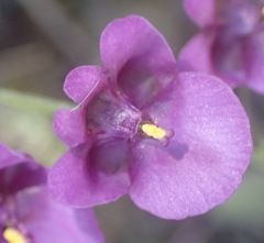 Diascia parviflora
