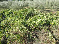 Vitis vinifera vinifera