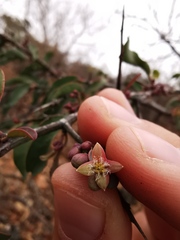 Ximenia americana microphylla
