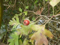 Crataegus