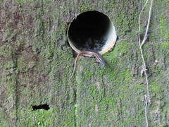 Sphenomorphus indicus